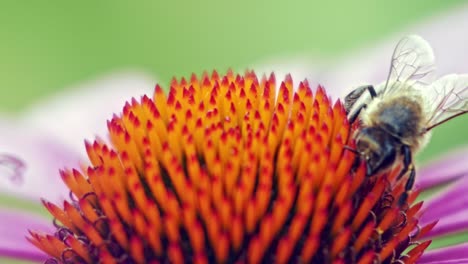 una macro primer plano de una abeja melífera recolectando néctar de una flor de cono rosa y naranja