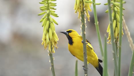 beautiful yellow oriole bird drinks nectar from the aloe vera flower - a slow-motion shot