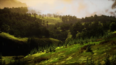 árboles-Verdes-En-El-Cañón-Al-Atardecer-Con-Niebla