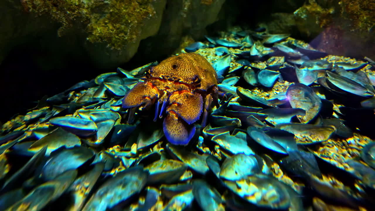 Close-up of a Crayfish in an Aquarium