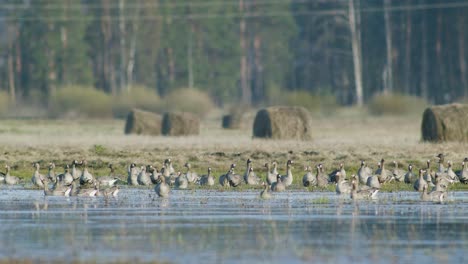 white-fronted geese resting in flooded meadow during spring migration sunny day