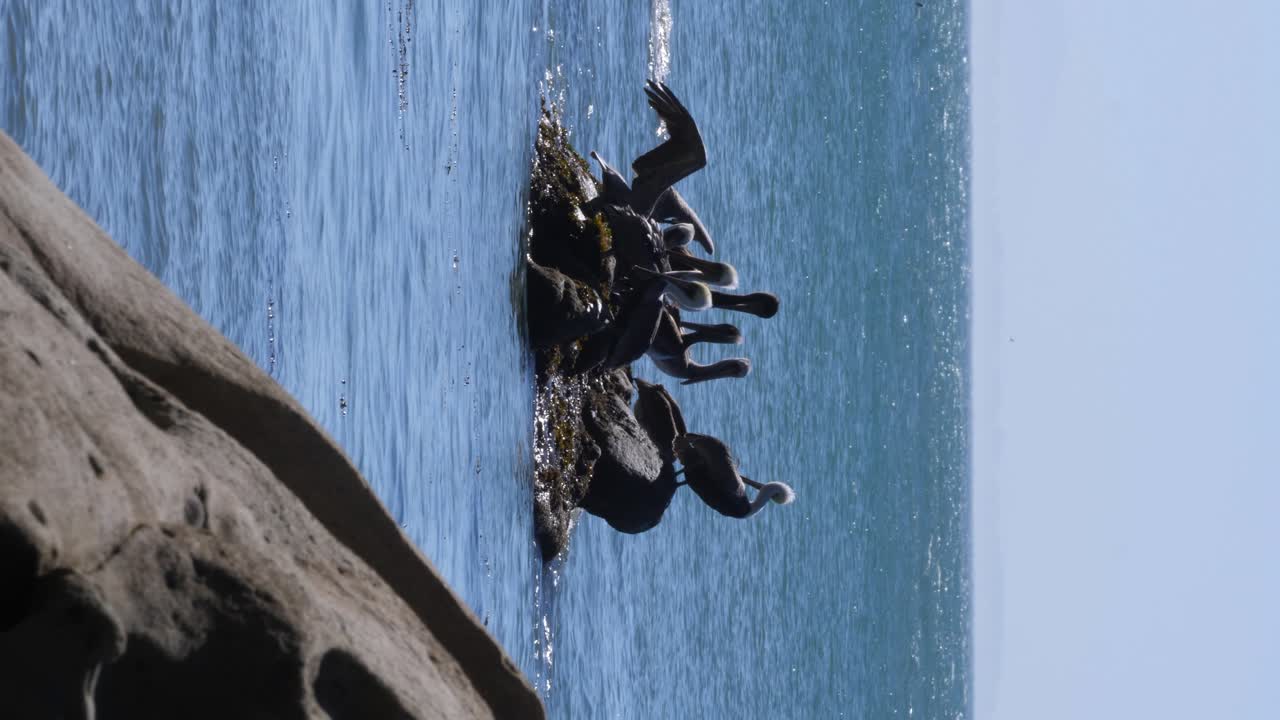 Pelican flock resting in the waters of South Arago Cape
