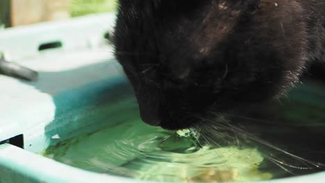 black cat drinking water