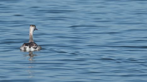 moving forward looking beyond as it goes to the left, great crested grebe podiceps cristatus bueng boraphet lake, nakhon sawan, thailand