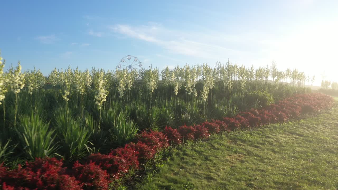 Yucca flowers on a green lawn in the park.