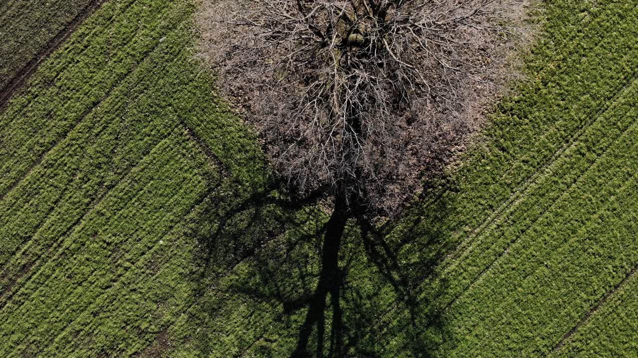 햇빛이 비치는 아침 동안 푸른 초원으로 둘러싸인 맨가지가 있는 마른 나무 식물