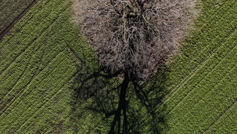 dry woody plant with bare branches surrounded by green meadows during sunshine morning