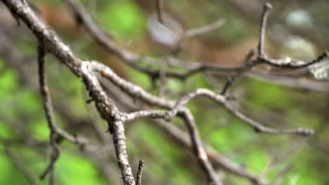 close-up of dry branches in a forest