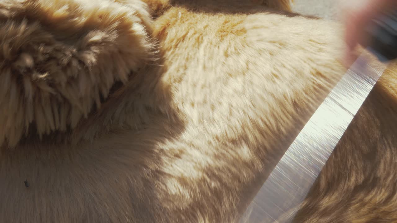 Brushing a dog's short brown hair