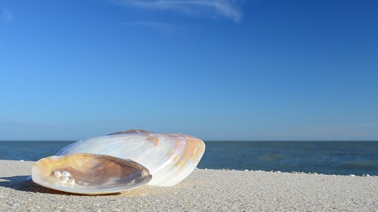 Cockleshells on sand against the background of waves. Shooting on the beach