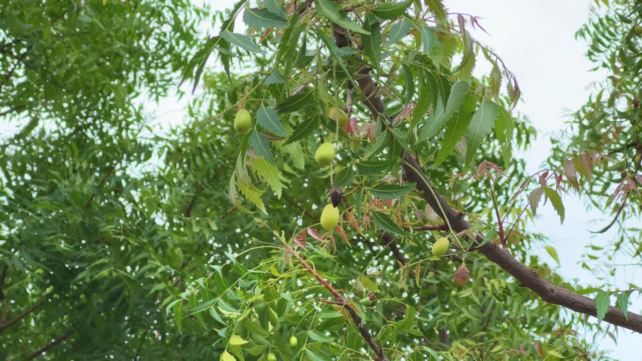 Closeup of the branch of the neem tree (Azadirachta indica), with the fruit known as Nimboli in Hindi, is a smooth, olive-shaped drupe