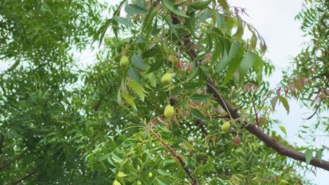 closeup of the branch of the neem tree (azadirachta indica), with the fruit known as nimboli in hindi, is a smooth, olive-shaped drupe