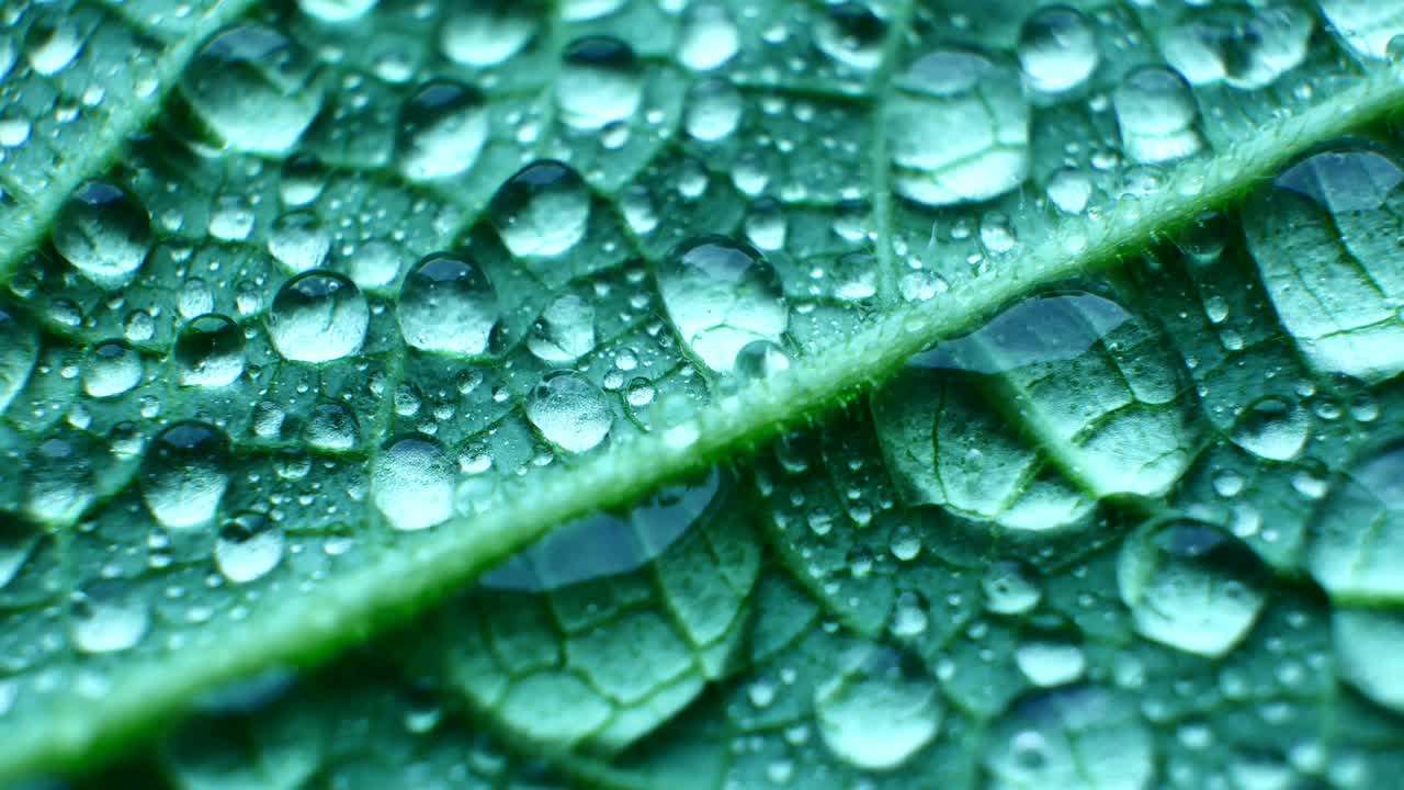 textura de la hoja impermeable primer plano. grandes gotas de agua. física a prueba de lluvia en la naturaleza. vasos de la planta y agujas afiladas