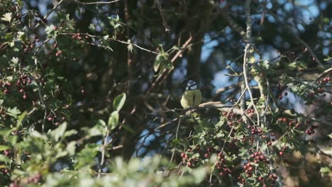 Eurasian-Tit-bird-sitting-on-crabapple-tree-flying-away-slow-motion