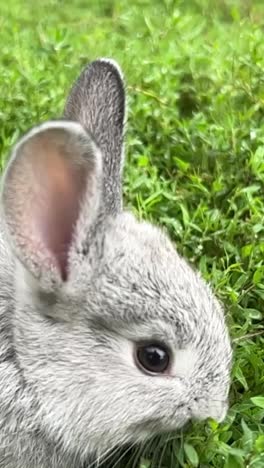 a silver rabbit and a chinchilla bring charm in a grassy scene