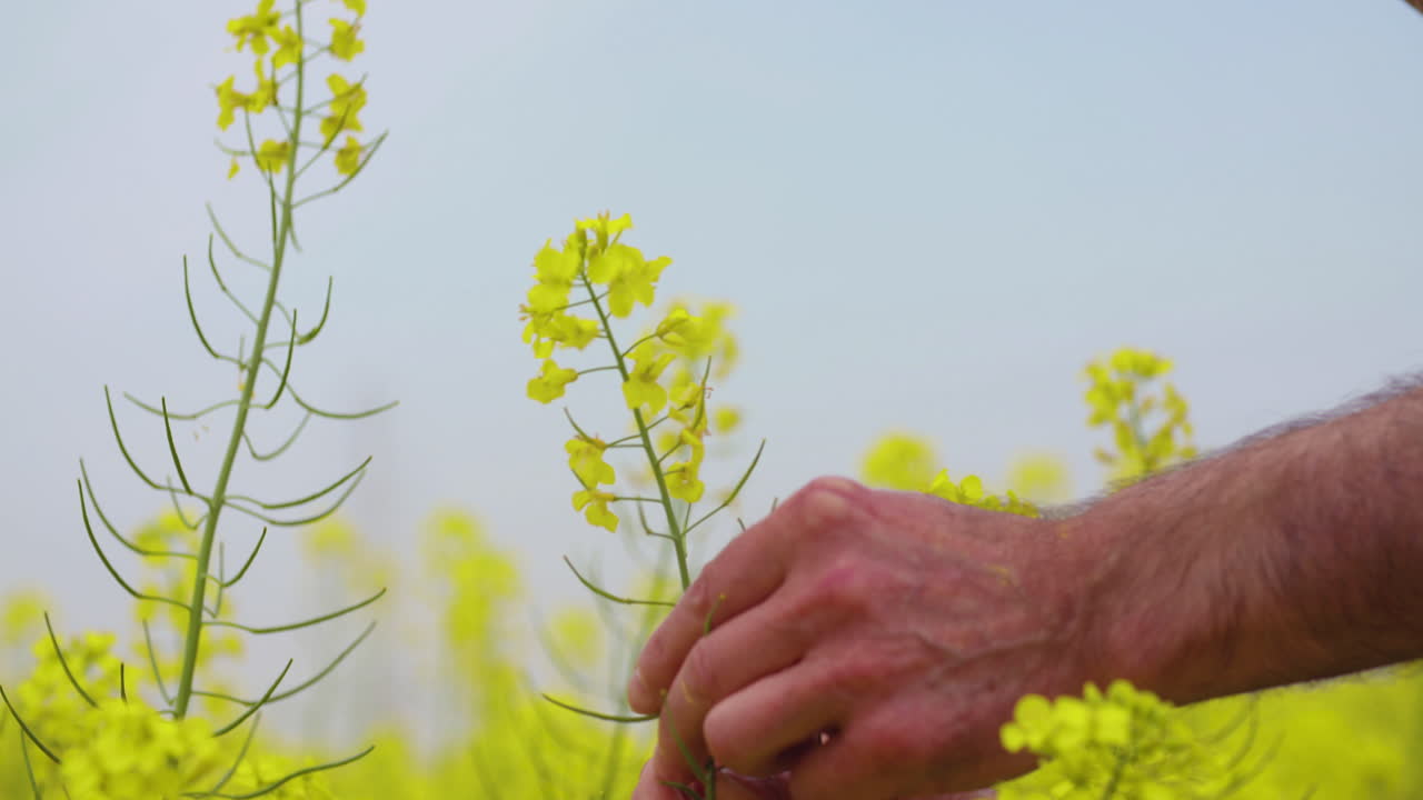 Farmer Inspecting Blooming Rapeseed Field