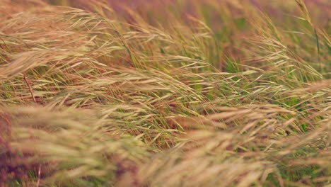 close up of dry grass blowing in the wind