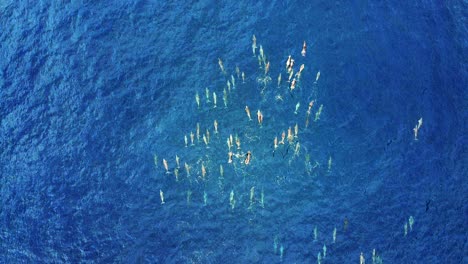 Top-Views-Of-Spinner-Dolphins-Swimming-Freely-On-The-Clear-Blue-Ocean---Aerial-Shot
