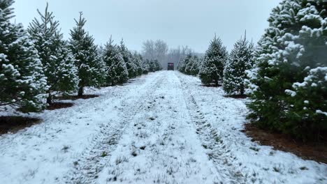 Granja-De-árboles-De-Navidad-Con-Nieve