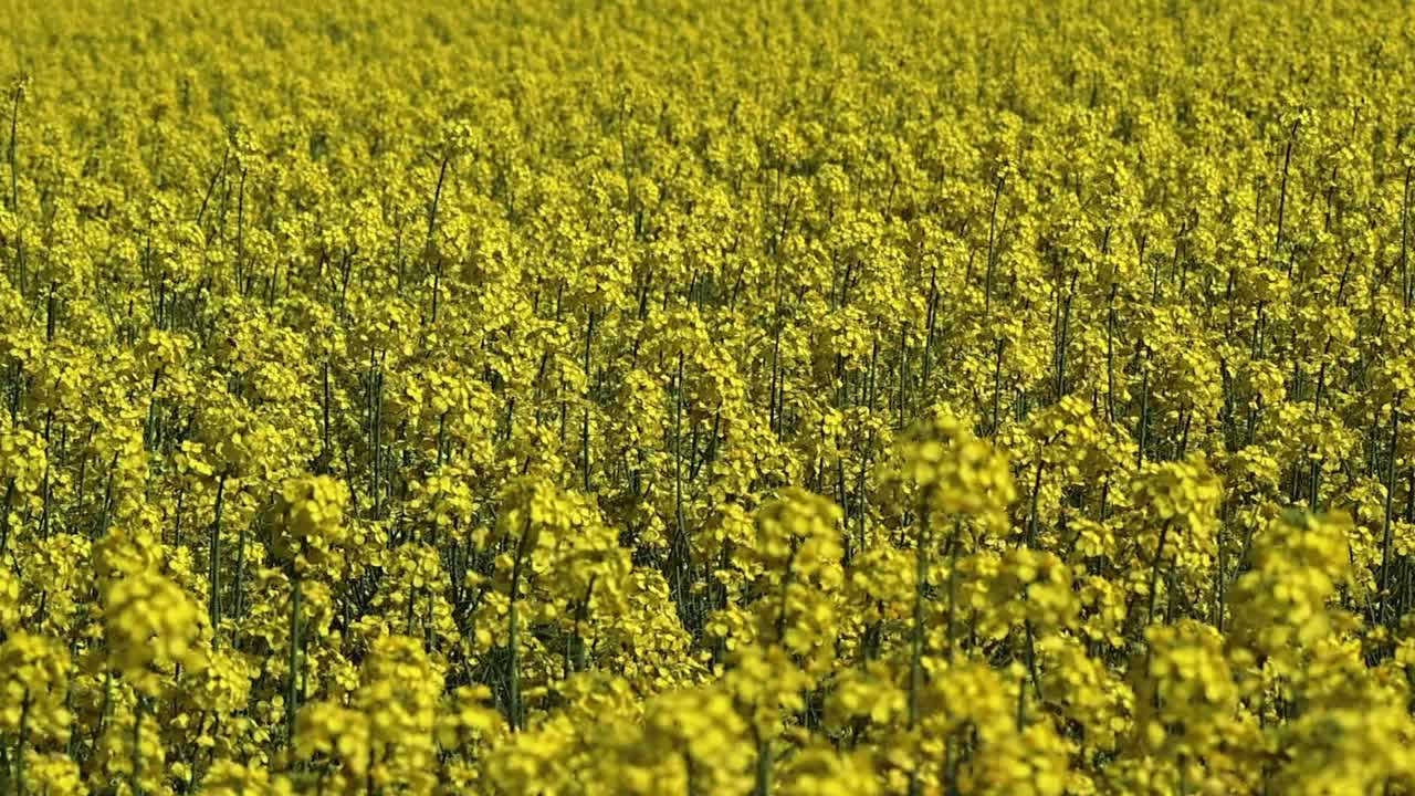 A wonderful very bright golden and yellow blooming rapeseed or rapeseed field on a windy day