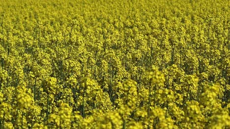 a wonderful very bright golden and yellow blooming rapeseed or rapeseed field on a windy day