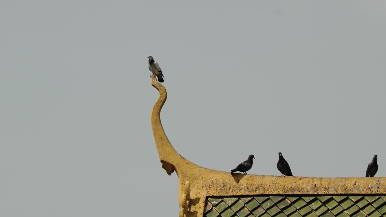 Pigeons perch on golden roof detail at Royal Palace Phnom Penh