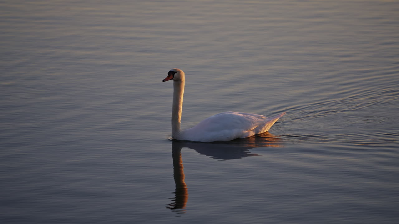 Dramatic slow motion shot of adult swan floating on pond at dawn