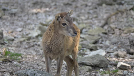 portrait shot of cute young mouflon sheep in rocky wilderness - 4k close up