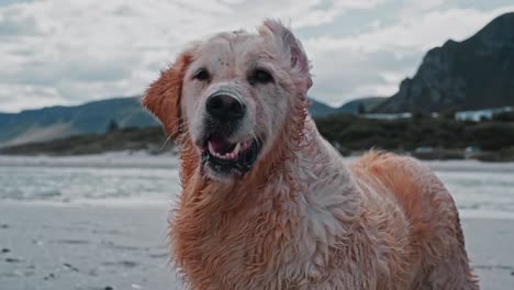 un perro golden retriever mojado en la playa en un día de viento