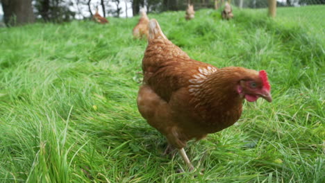 Slow-motion-red-chicken-looking-for-food-in-luscious-grass