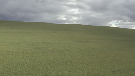 wheat field under cloudy sky