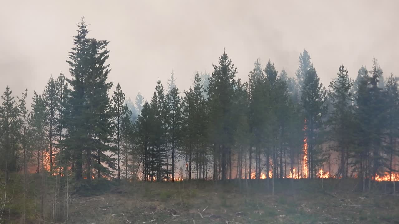 Un'inquadratura fissa delle fiamme impetuose di un incendio boschivo che brucia gli alberi in una foresta in Alberta, Canada.