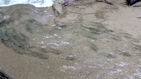 A-school-of-fish-swimming-together-upstream-in-local-thai-river