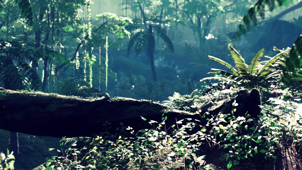 미스터리한 정글 트레일