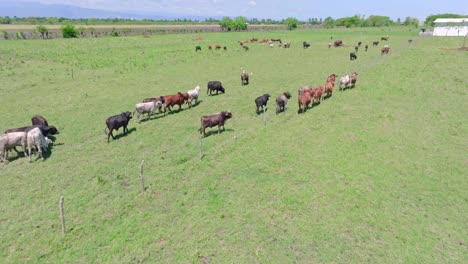 Aerial-view-of-walking-different-colored-cows-and-bulls-on-field-in-Dominican-Republic-during-sunny-day