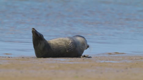 las focas se acuestan y toman el sol en tierras sin agua