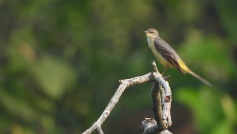 Great-crested-flycatcher-chilling-on-tree-