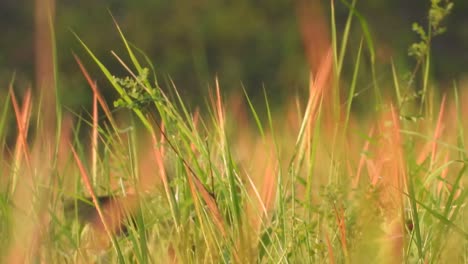 Parrots-eating-red-rice-in-pond-..