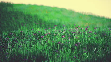 Frisches-Grünes-Feld-Und-Blauer-Himmel-Im-Frühling