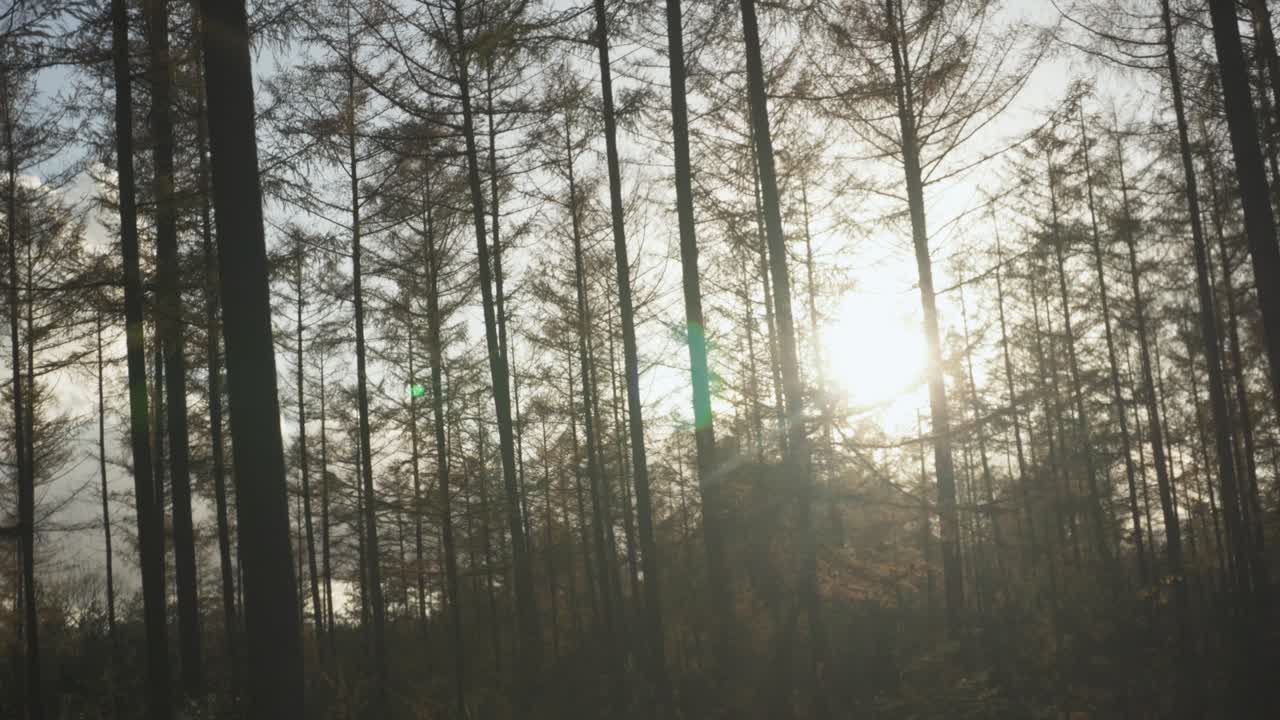 la luz del sol komorebi parpadeando a través de los árboles en el bosque otoñal, siluetas de árboles