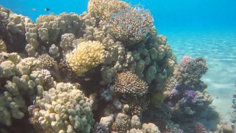 Establecimiento-De-Inclinación-Hacia-Arriba-De-Un-Arrecife-De-Jardín-De-Coral-Saludable,-Cámara-Lenta