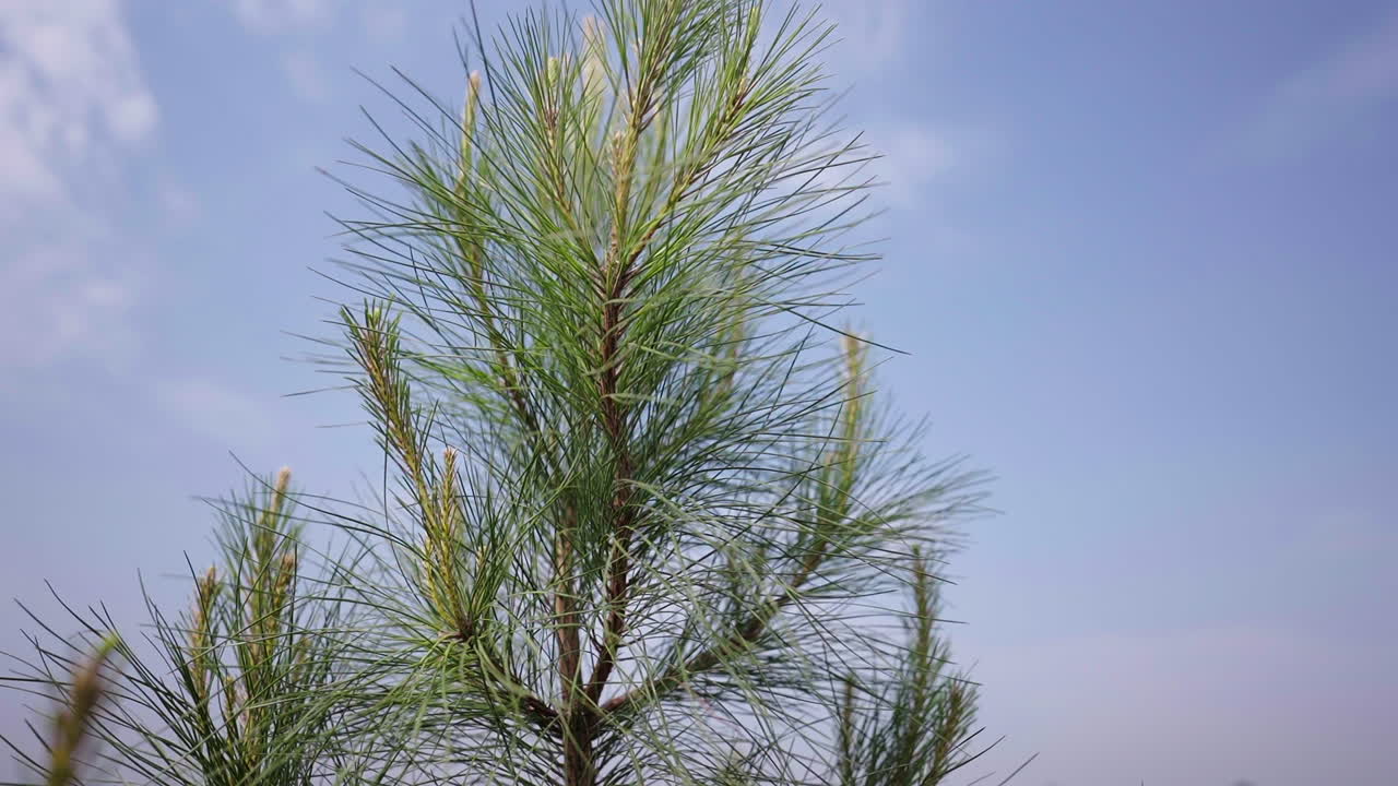 Close-up image of a young Pinus tree with thin green branches, set against the light blue sky. The tree stands out in the natural environment, symbolizing growth and rejuvenation in nature.