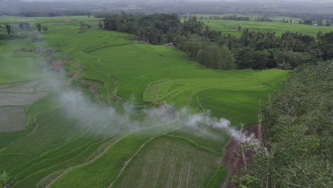 Lush-green-rice-fields-with-white-smoke-during-cloudy-day-at-Sumba,-aerial