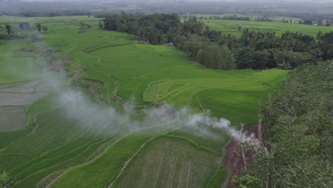 lush green rice fields with white smoke during cloudy day at sumba, aerial