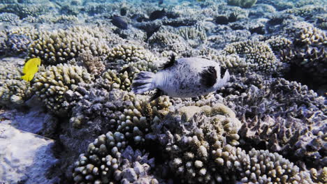 chasing a small white fat fish on a reef