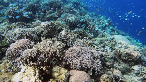 Bunte-Kleine-Fische-Schwimmen-über-Einem-Korallenriff-In-Einem-Klaren-Blauen-Wasser