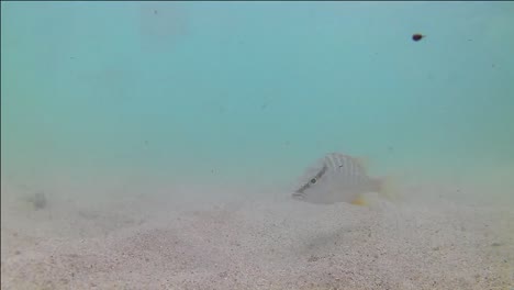 在格雷納達的藍色水域的魚類的水下影片