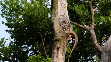 El-Lagarto-Monitor-Nublado-Se-Encuentra-En-Tailandia-Y-Otros-Países-De-Asia