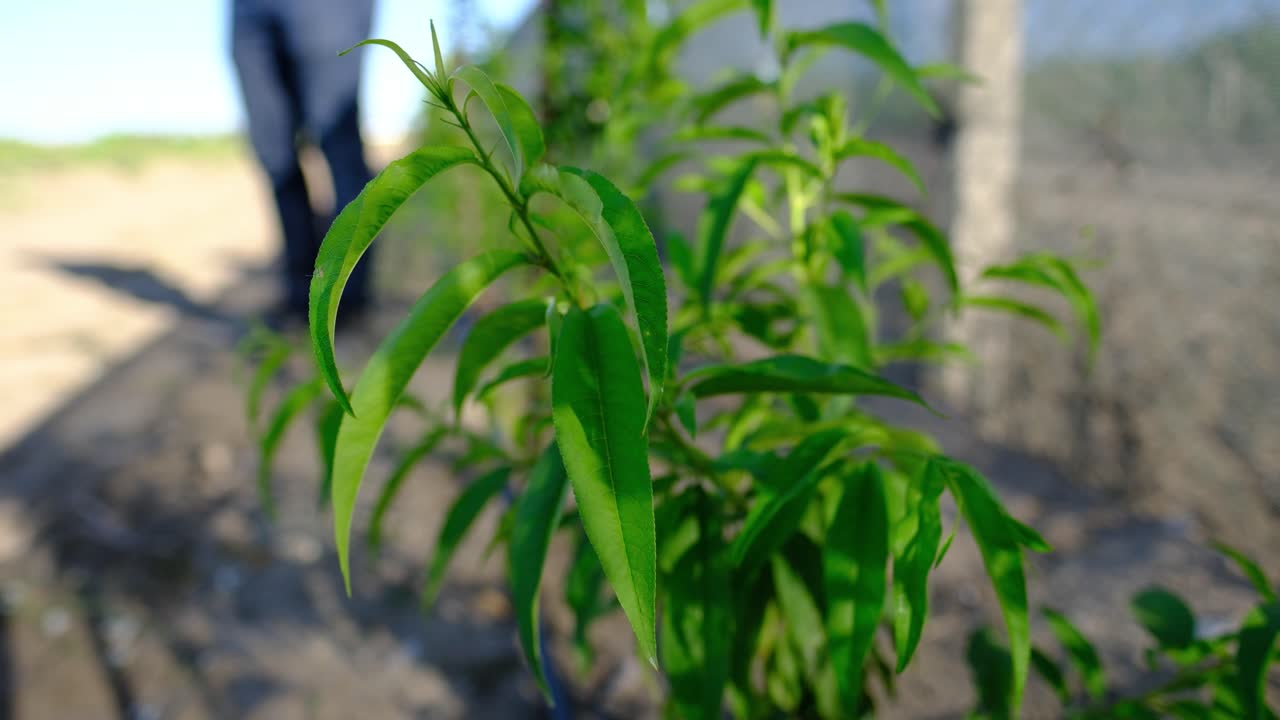 Close-up of peach sapling with swaying small green leaves