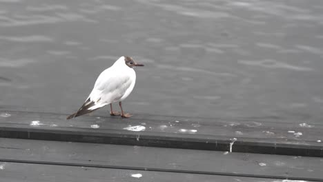 Gaviota-De-Cabeza-Marrón-En-El-Muelle,-Portátil-Estático